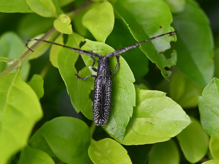 Stegenagapanthia nivalis