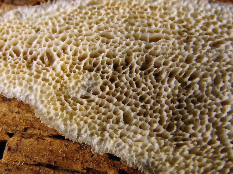 Antrodia macra
