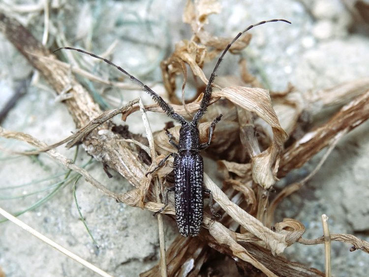 Stegenagapanthia nivalis