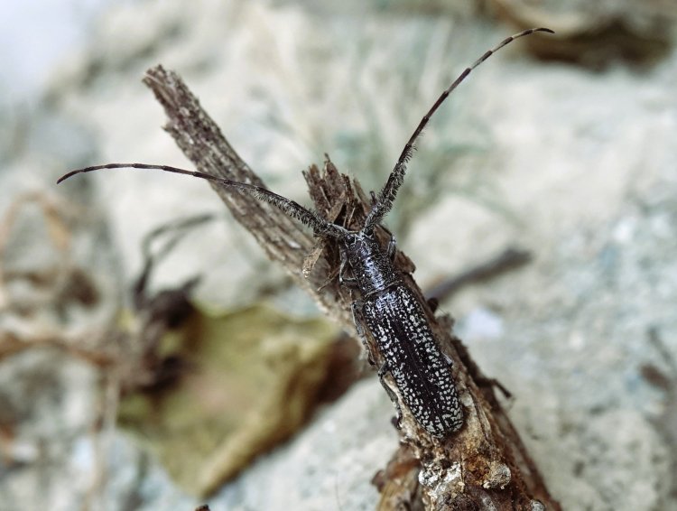 Stegenagapanthia nivalis