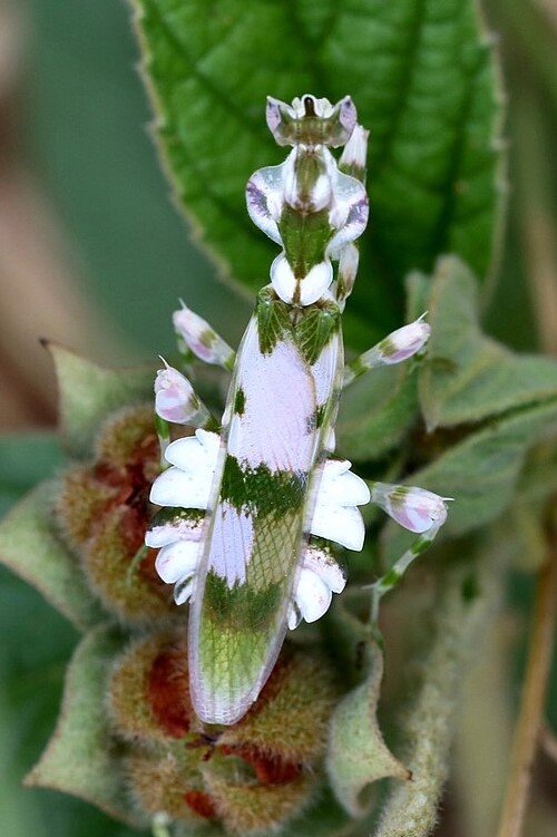 Harpagomantis tricolor - kudlanka tříbarvá