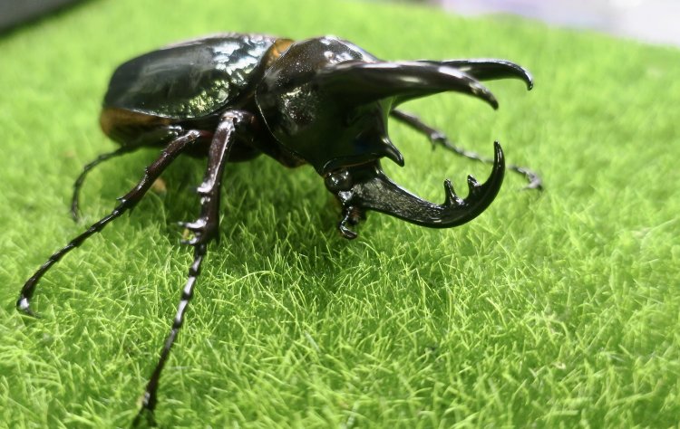Chalcosoma chiron chiron