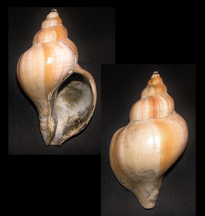 Neptunea antiqua