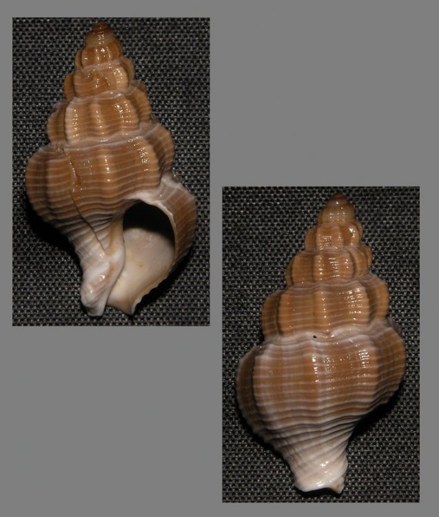 Pseudoneptunea varicosa