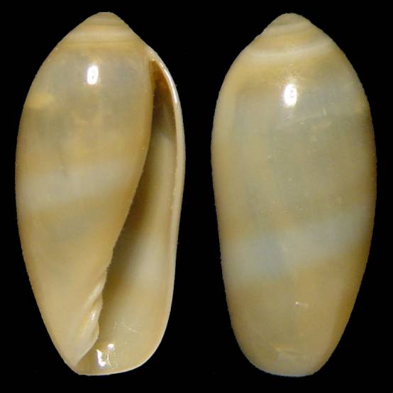 Mirpurina peregrina