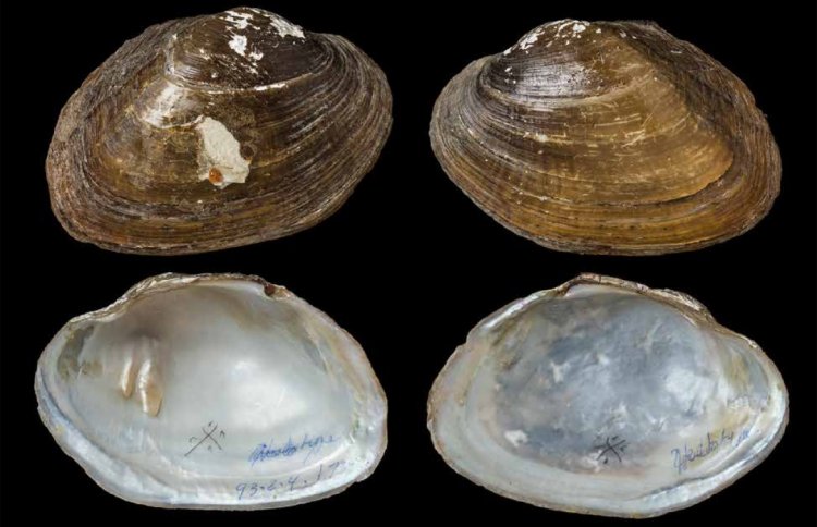 Sundadontina tumida