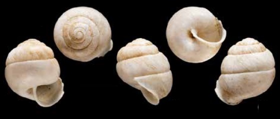 Gonaxis turbinatus