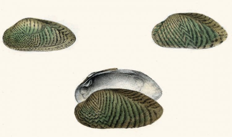 Scabies crispata