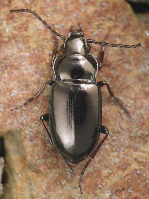 Trachypachus holmbergi