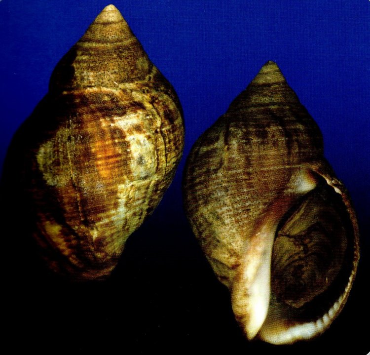 Burnupena rotunda