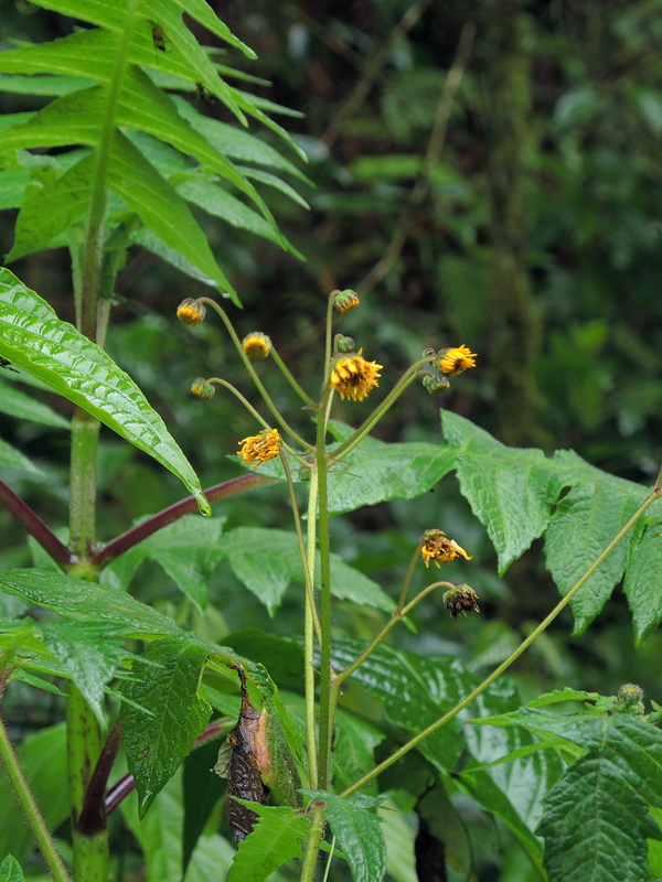 Munnozia pinnatipartita