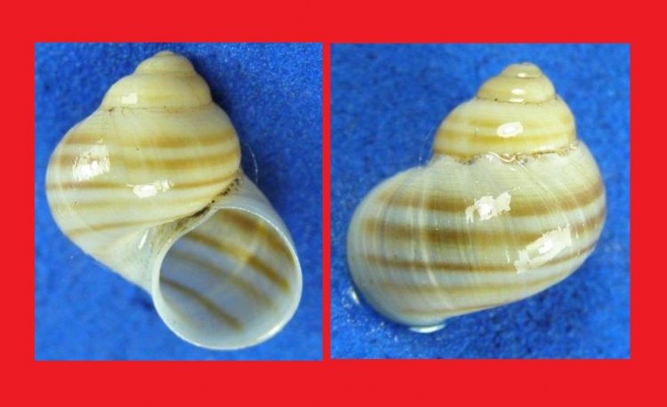 Pomatias canariensis