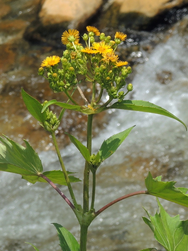 Erato polymnioides
