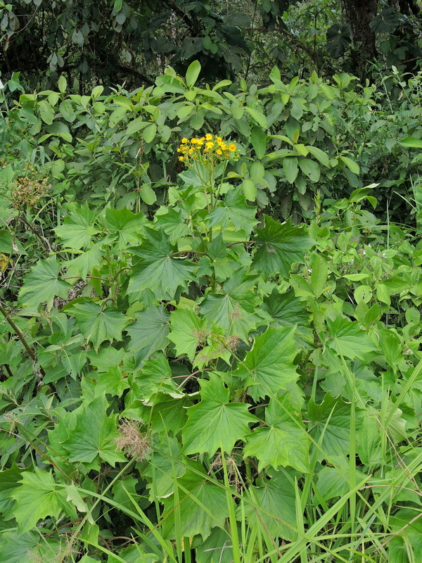 Erato polymnioides
