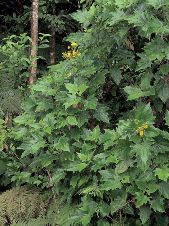 Erato polymnioides
