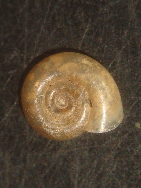 Gyraulus chinensis