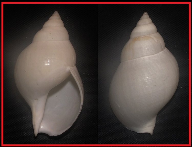Buccinum humphreysianum