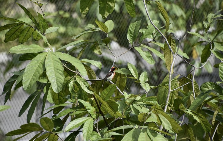 Lybius vieilloti - Vieillot's Barbet