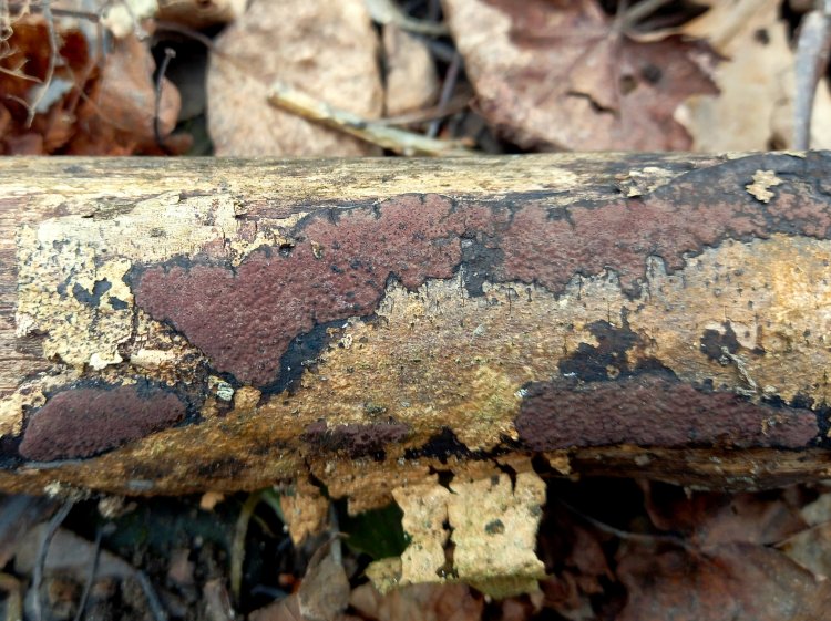 Hypoxylon petriniae