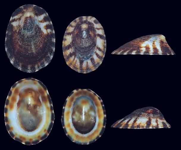 Lottia tenuisculptata