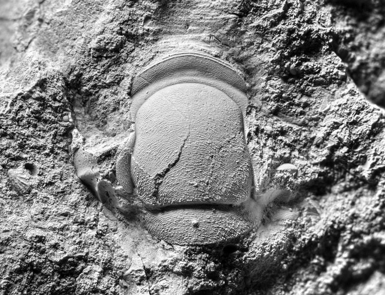 Lodenicia dentatula