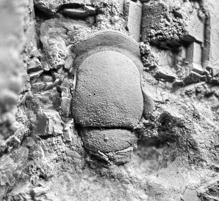 Lodenicia dentatula