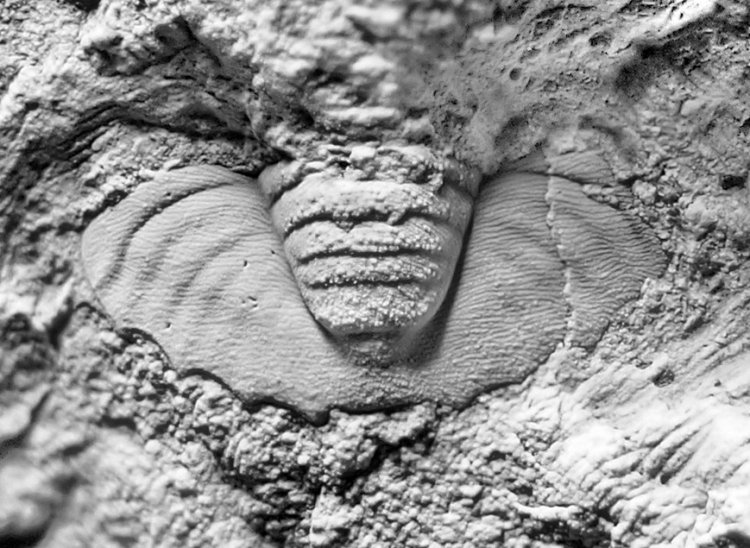 Lodenicia dentatula