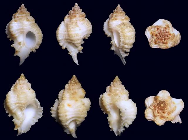 Favartia emersoni