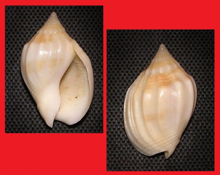 Cyllene lyrata