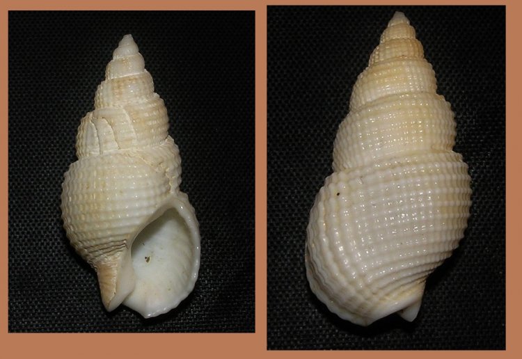 Nassarius wolffi