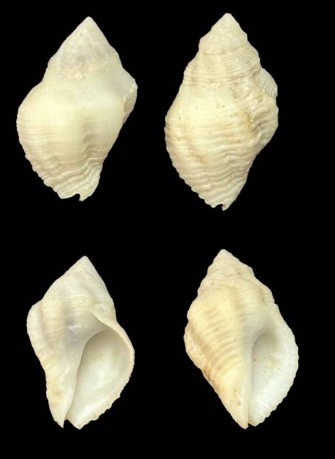 Coralliophila adansoni