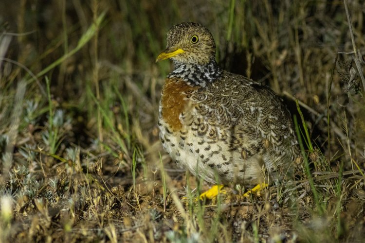 Pedionomus torquatus - Plains-wanderer
