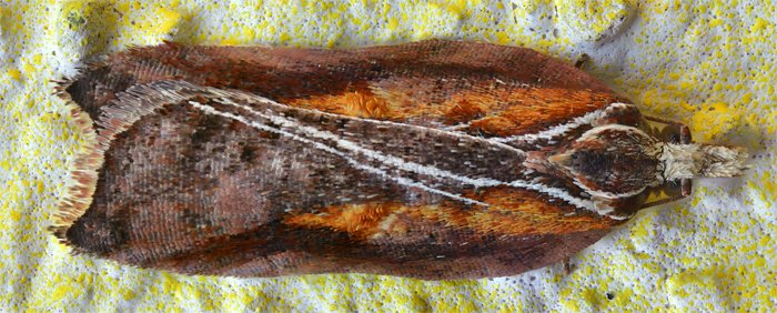 Acleris cristana