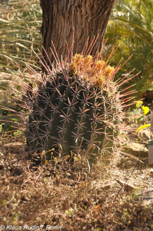 Ferocactus emoryi