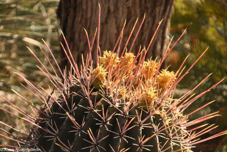 Ferocactus emoryi