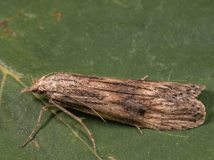 Aphomia foedella