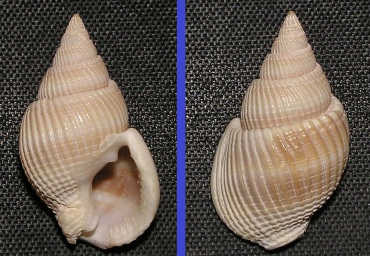 Nassarius siquijorensis