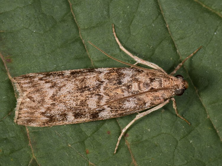 Dioryctria schuetzeella