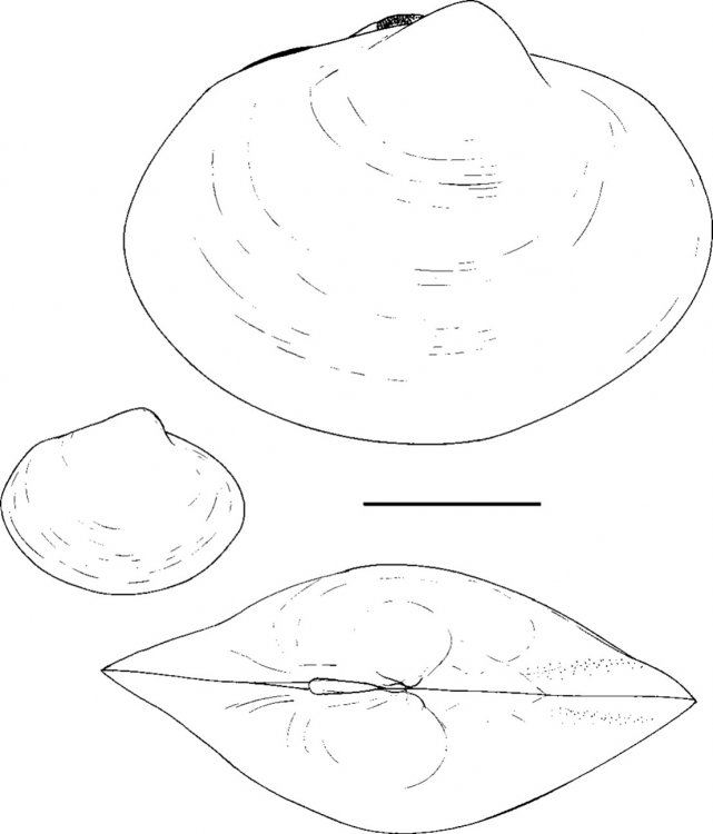 Isorropodon tenina