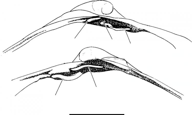 Isorropodon tenina