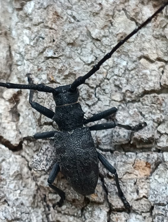 Morimus asper asper
