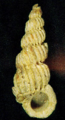Cirsotrema bonum