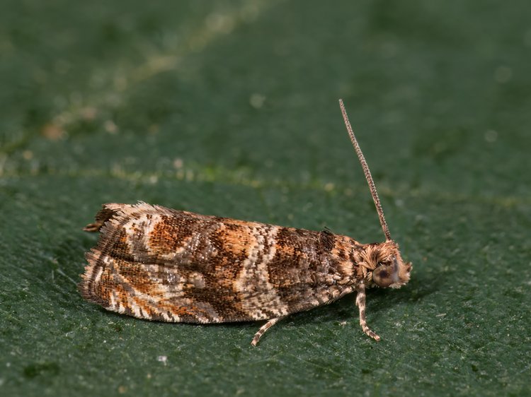 Celypha cespitana