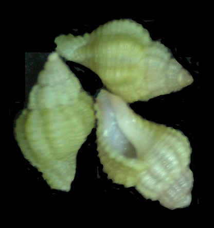Ocinebrina aciculata