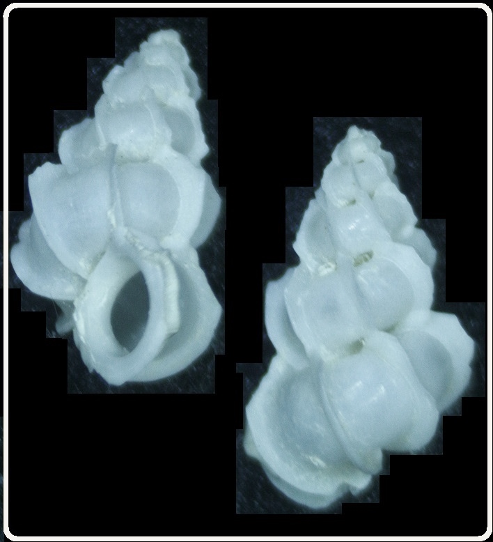 Epitonium alatum