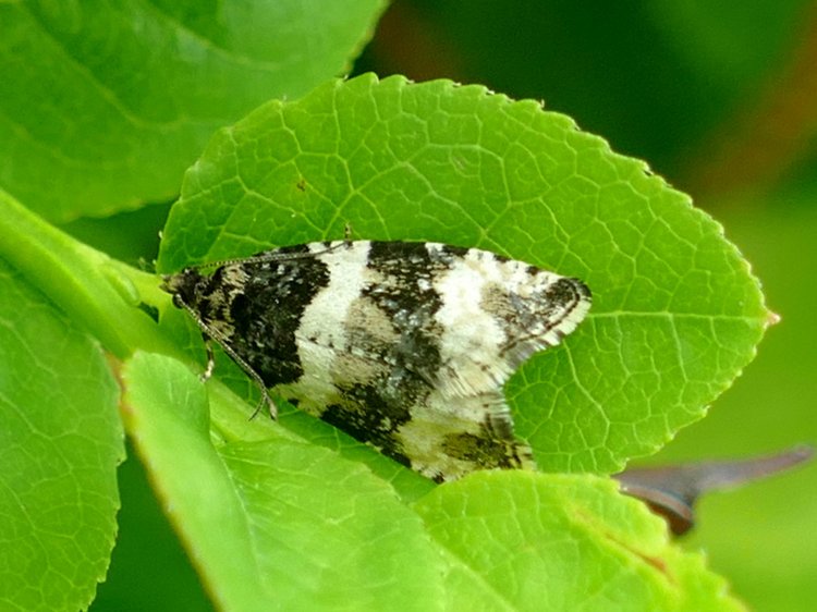 Phiaris bipunctana - obaleč dvoutečný