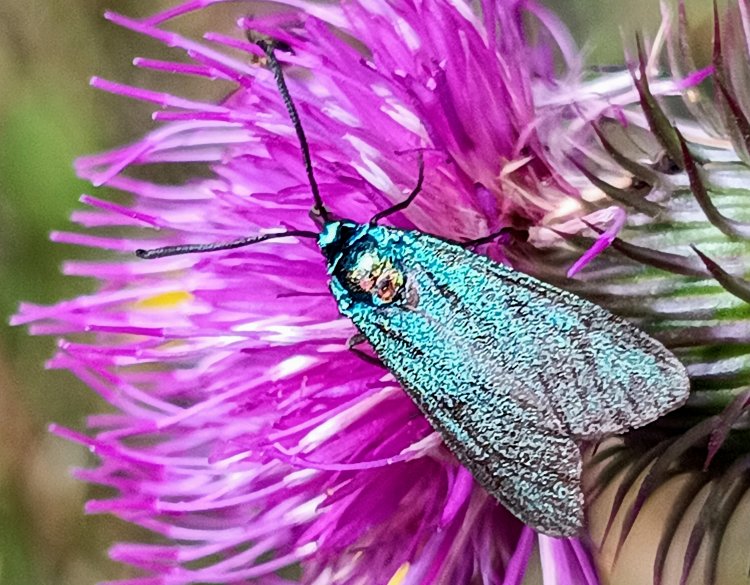 Adscita mannii