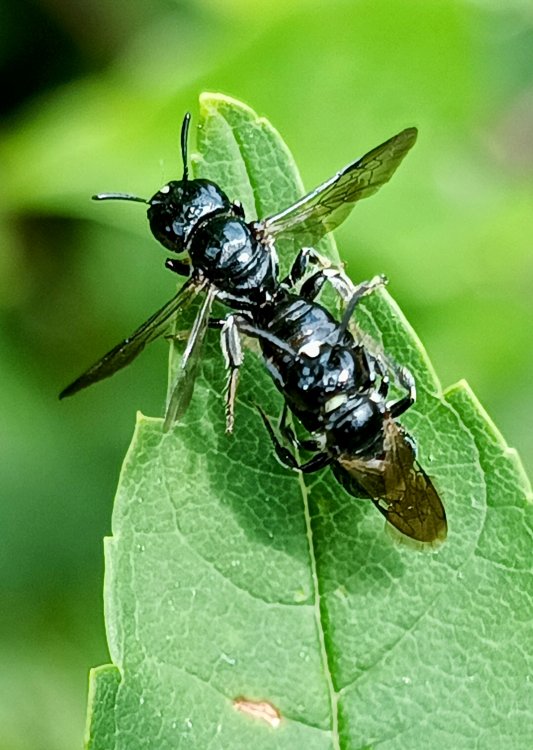 Crossocerus megacephalus