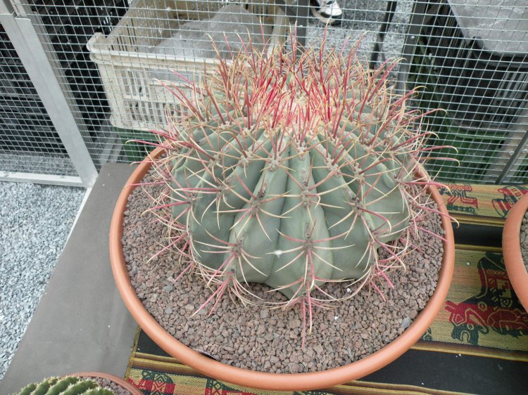 Ferocactus emoryi