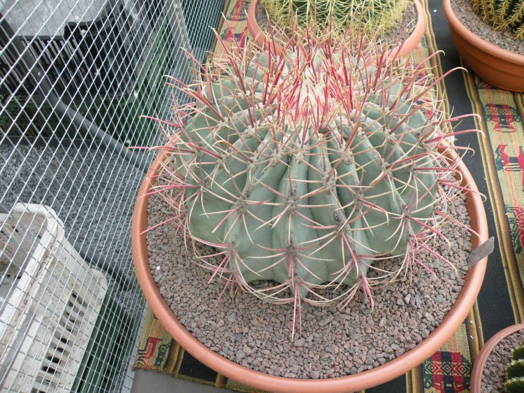 Ferocactus emoryi